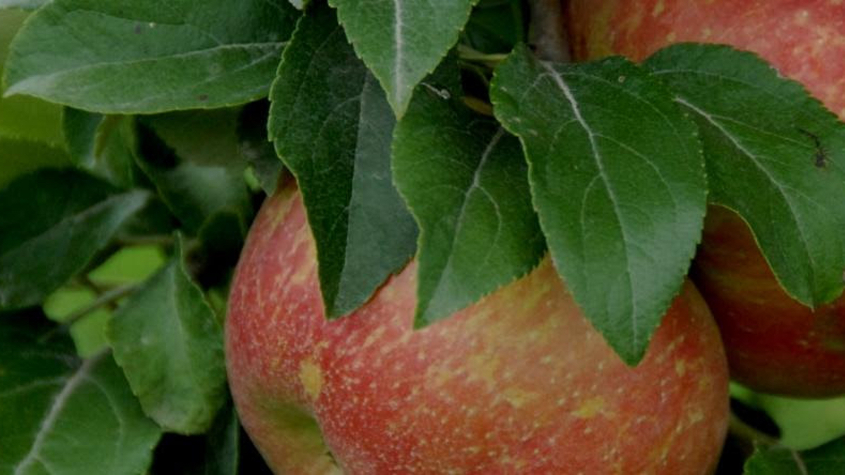 Fall Apple Picking Season is Here