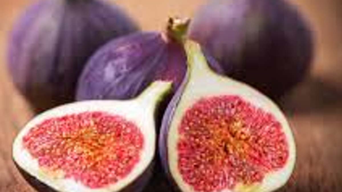 Fig Talk