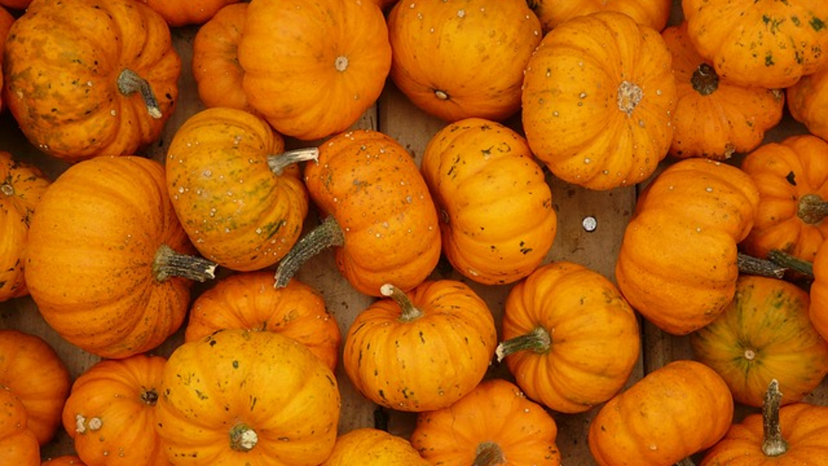 Pumpkin Painting for Adults